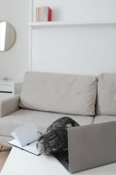 Funny cat at workplace with notebook and laptop in a modern stylish home office Stock Photos