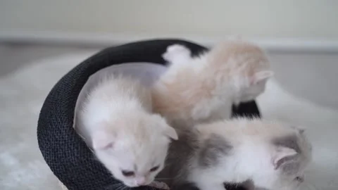 Funny cats from hat Stock Footage 151648531