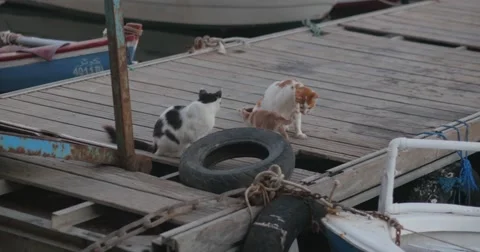 Funny cats hunt a fish Video stock 58660008