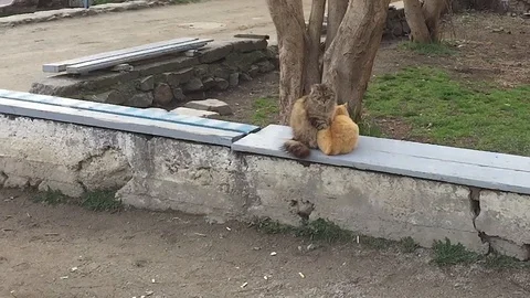 Funny cat's massage Stockbeeldmateriaal 85823608