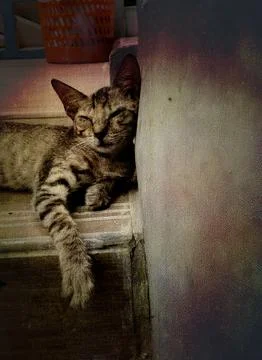 Funny cats 스톡 사진