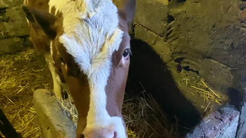 Funny charming and cute calf licks the camera with his tongue. Wide angle close Stock Footage 183618341