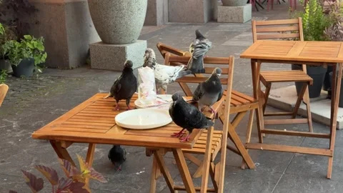 Funny cheeky pigeons sit empty tables look for food scraps Stock Footage 318008220