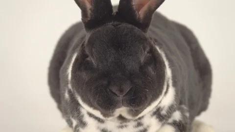 Funny chewing rabbit isolated on a white background. Stock Footage 128053806