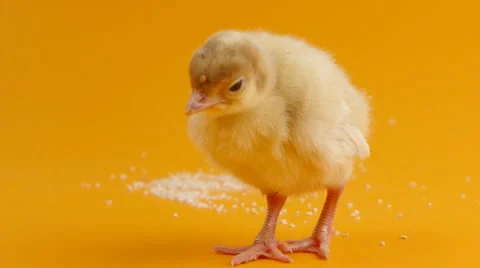 Funny chick Stock Footage 47924141