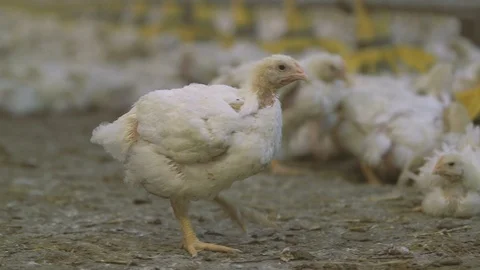 Funny chick standing alone when others drinking water in hennery with straw Stock Footage 99288480