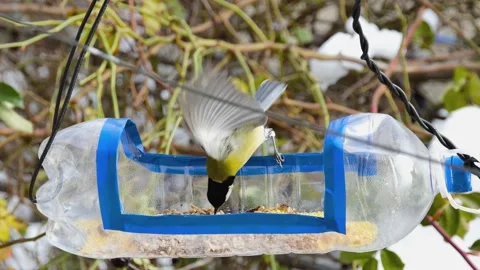 Funny chickadees being fed walnuts from a homemade plastic bottle bird feede 스톡 동영상 232445204