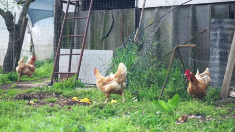 Funny chicken flock grazing in the yard littered with garbage, farm animals with 스톡 동영상 317773322
