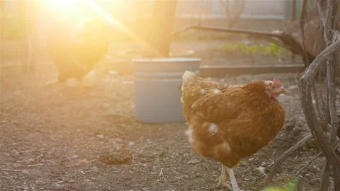 Funny chicken is looking at the camera | Stock Video | Pond5