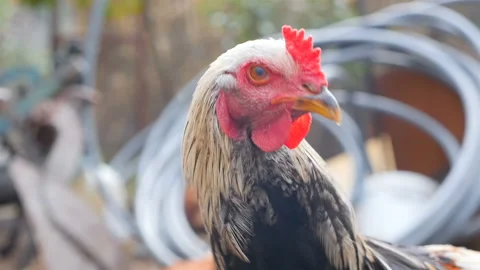Funny chicken is looking at the camera. Slow motion Stock Footage 126050247