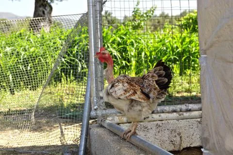 Funny Chicken Stock Photos