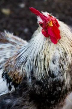 Funny chicken 库存照片