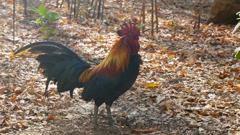 Funny chicken turn head around for searching , looking or find around. Video stock 135230980