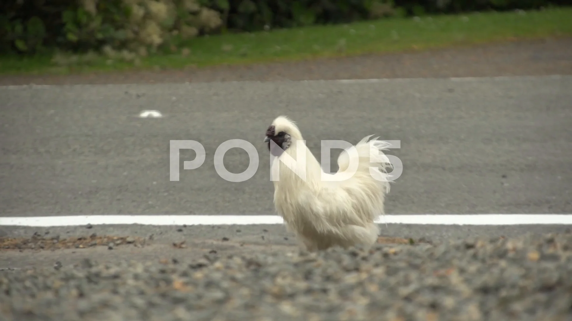 Funny chicken walking next to the road | Stock Video | Pond5