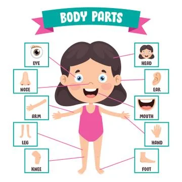 Funny Child Showing Human Body Parts Stock Illustration