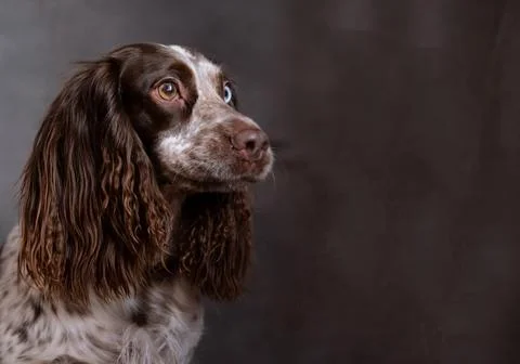 Funny chocolate young spaniel with different eyes on grey background. Stock Photos