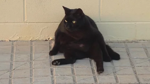 Funny Chonky Black Cat Sitting Close Up2 Stockbeeldmateriaal 344207027