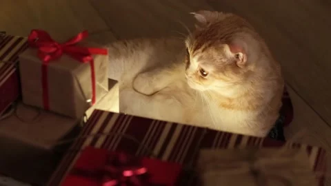 Funny Christmas cat is lying on the floor near presents and licking his belly Stock Footage 220116738