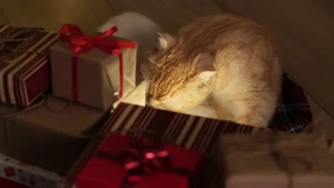 Funny Christmas cat is lying on the floor near gift boxes and licking his belly Stock Footage 221157788