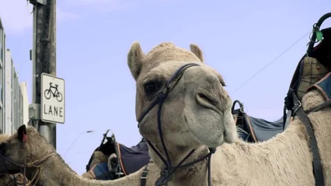 Funny close up of a camel head posing on the street Stock Footage 73226519