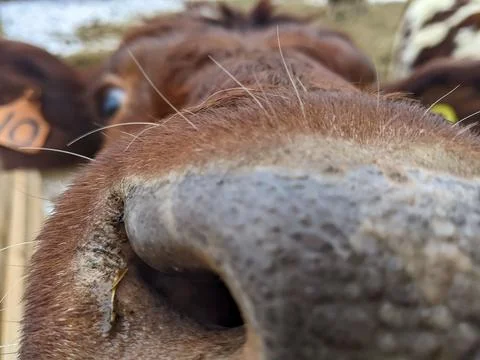 A funny close-up of a cows nose while it looks at the camera 스톡 사진