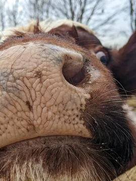 A funny close-up of a cows nose while it looks at the camera Stock Photos
