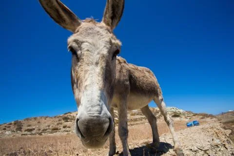 Funny close-up from a head of a mule. Stock Photos