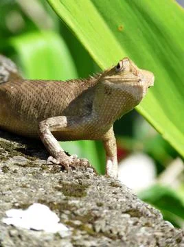 Funny close up of Himalayan lizard, looking at camera, Pokhara, Nepal Stock Photos