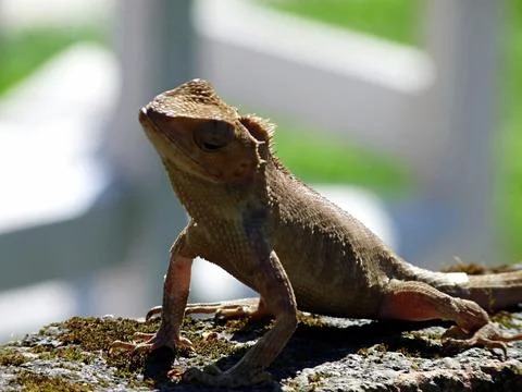 Funny close up of nervous lizard on wall with head turned to one side, Nepal Stock Photos