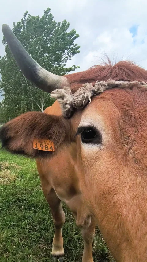 Funny close-up portrait of a curious brown cow Stock Footage 335573119