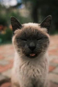 Funny close-up of a Siamese cat sitting on a brick path with tongue stickin.. Stock Photos