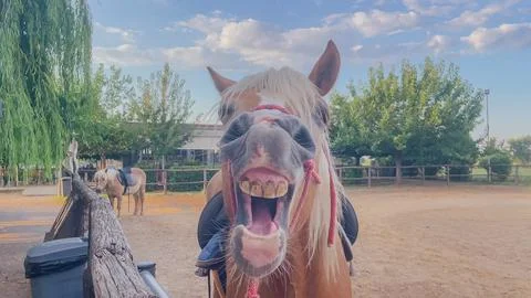 Funny close up view of a brown pony horse opening wide mouth showing teeth .. Stock Photos