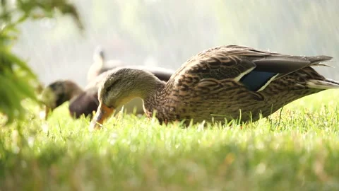 Funny closeup of ducks eating under sprinkler, high quality, beatiful colors Vídeo Stock 201422423