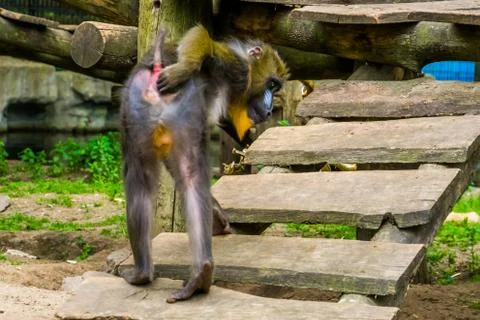 Funny closeup of a mandrill monkey scratching its bottom, tropical primate fr Stock Photos