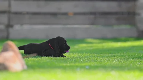 Funny cocker spaniel puppies chasing each other on grass. Stock Footage 317192868