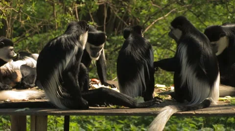 Funny Colobus MONKEY Tea Party! Stock Footage 2863594