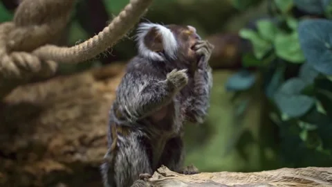 Funny Common marmoset  close up Stock Footage 166644585