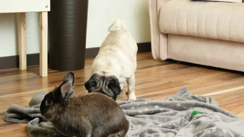 Funny communication of a pug and a rabbit, the dog is frightened, runs away Stock Footage 236478171