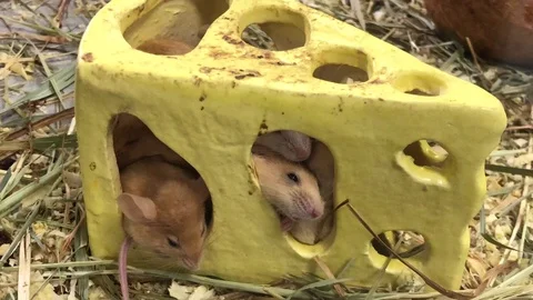 Funny concept from handmade product, group of tiny mice 動画素材 123978089