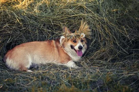 Funny corgi dog lying on a haystack in a wreath of ears of corn and daisies f Stock Photos