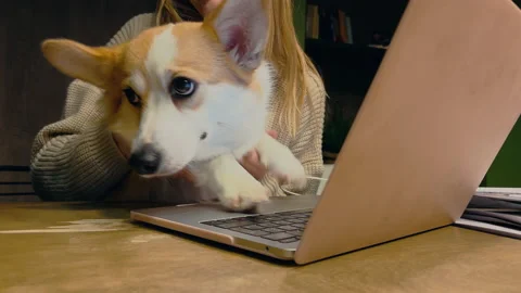 Funny corgi dog is using a laptop in a Stock Video Pond5