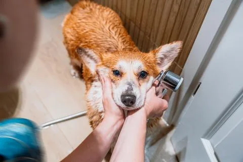 Funny Corgi Getting Paws Washed After Walk 스톡 사진