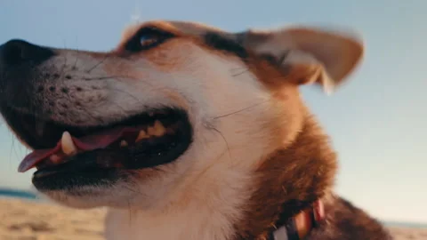 Funny corgi mix dog close up portrait on Atlantic beach at golden sunset. 스톡 동영상 337315984