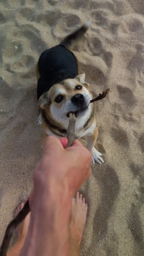 Funny Corgi Mix Playing With Owner on Ocean Beach 库存影片 341422812