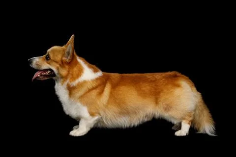 Funny corgi pembroke in studio in front of black background Stock Photos