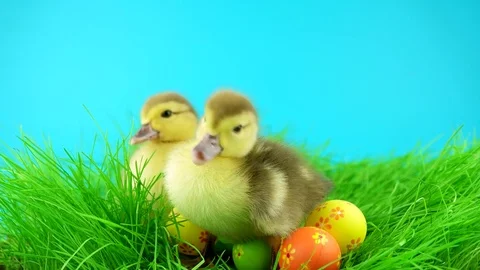 Funny couple of Easter ducklings with colorful eggs in grass 動画素材 72736159