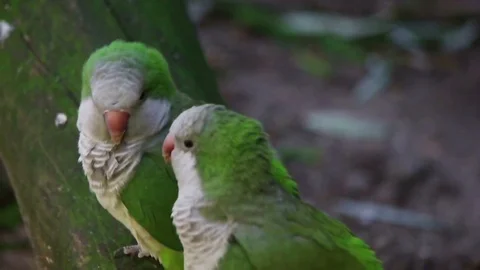 Funny couple of parrots, slow motion Stock Footage 80492405