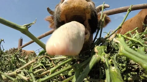 Funny cow eats in slow motion Vidéo 47367088