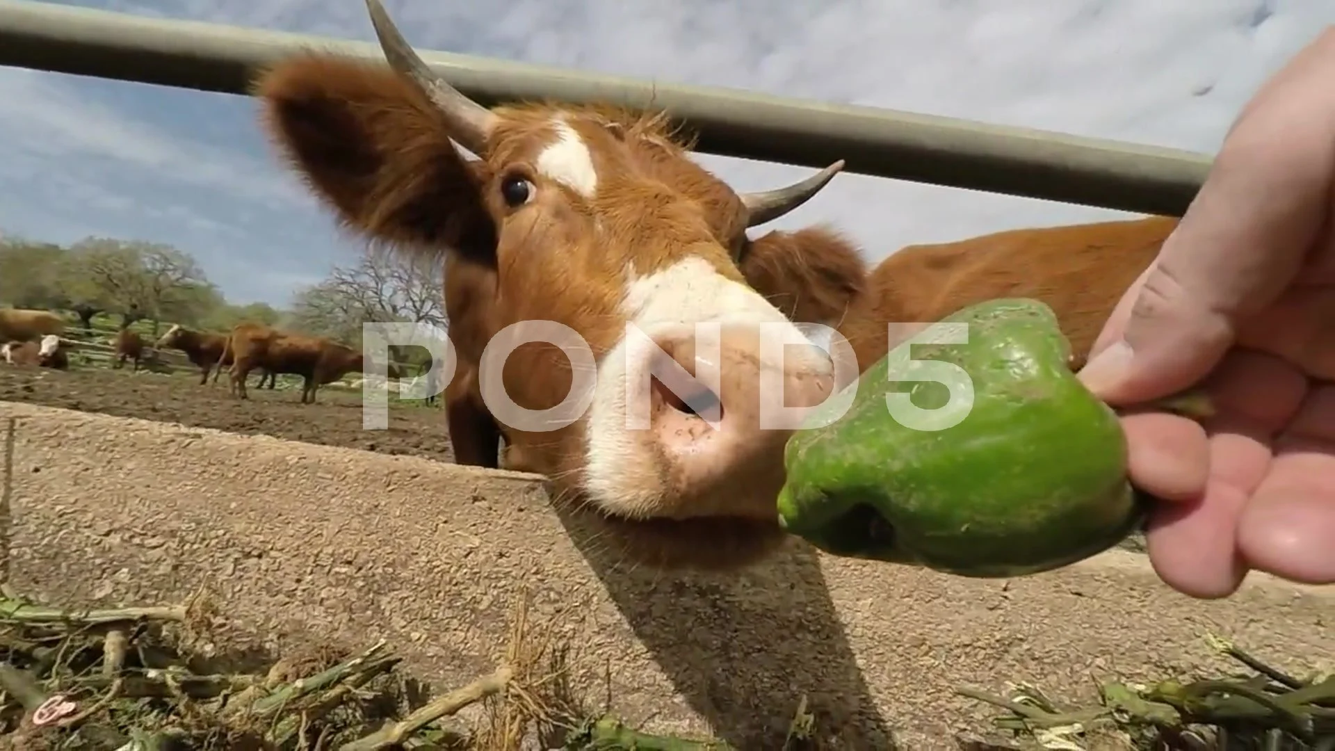 Funny cow eats in slow motion | Stock Video | Pond5
