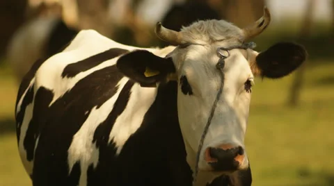 Funny cow. Video stock 36045133